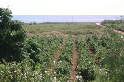Agriturismo esclusivo in masseria di lusso sul mare in Sicilia Baglio Tenute Montalto