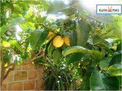 Casa Vacanze ROMA DAL MARE - Appartamento Campolle